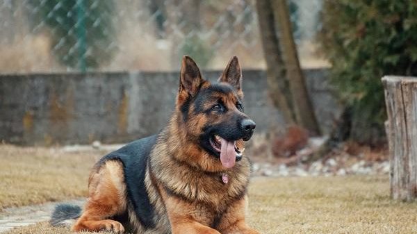 Bari uomo scaraventa nel fossato del castello Svevo il suo cane poi si allontana, l’animale dopo il volo di 5 metri è salvo per miracolo