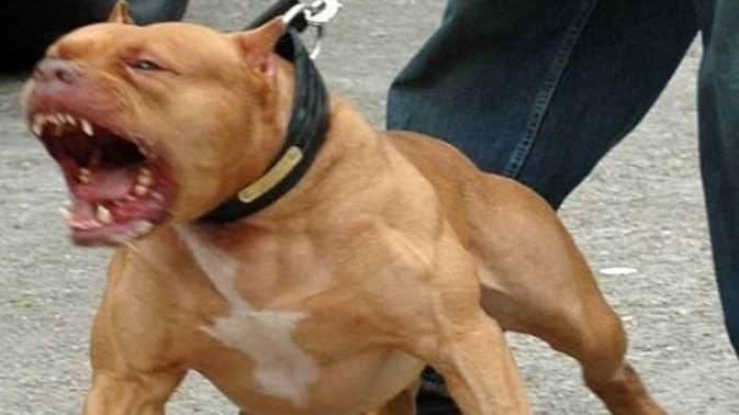 I genitori si addormentano davanti la tv, il loro cane compie qualcosa di terribile alla figlia di 11 mesi