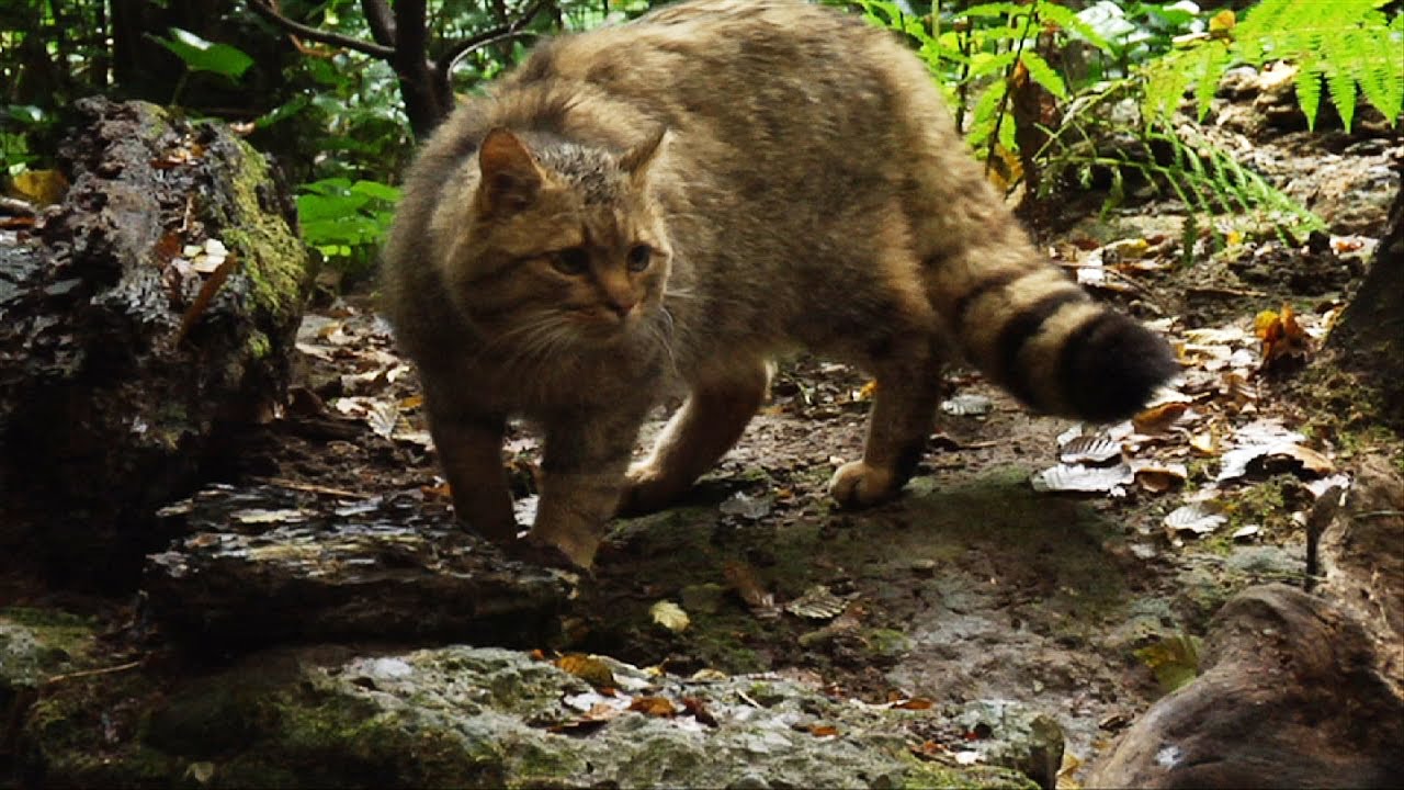 Escursionista per tre settimane si perde in un bosco, sopravvive alle rigide temperature grazie a un gatto