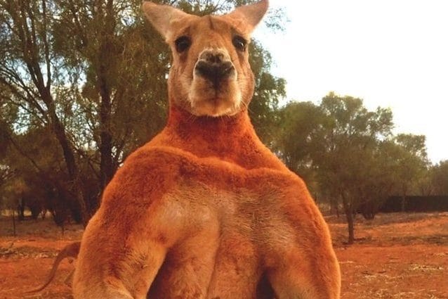 Australia, canguro eccitato gigantesco è l’incubo delle donne, le importuna mentre fanno jogging