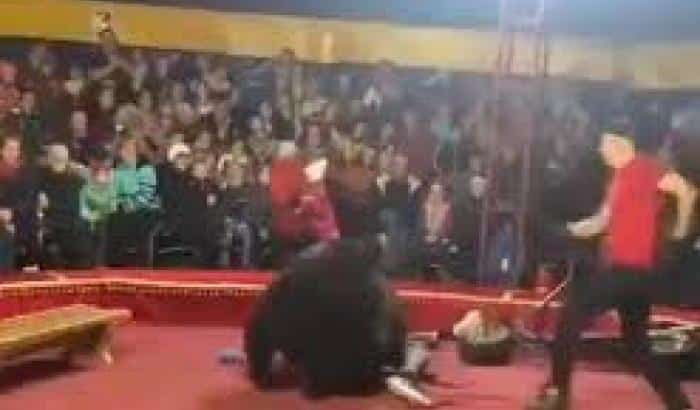Terrore in un circo, orso aggredisce durante lo spettacolo un clown, spettatori in fuga, ecco il video