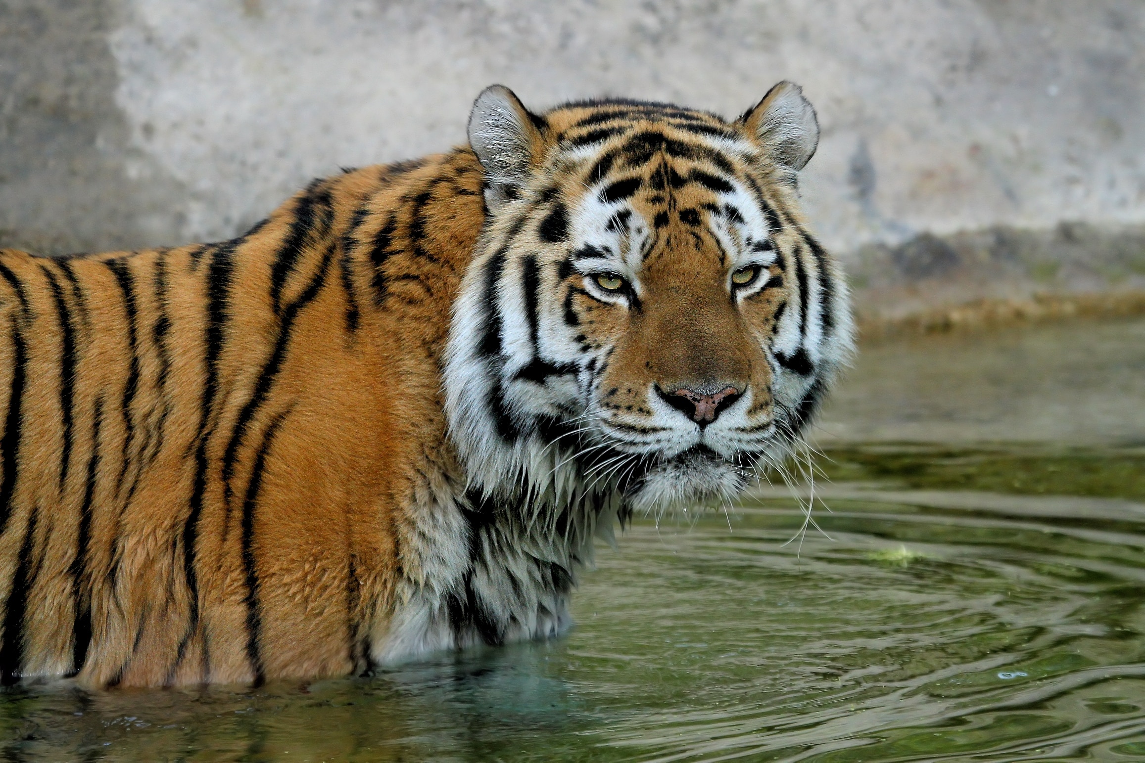 Ai tempi del Covid-19, positiva una tigre ospite di uno zoo, ha tosse secca e carenza di appetito, contagiata da un uomo