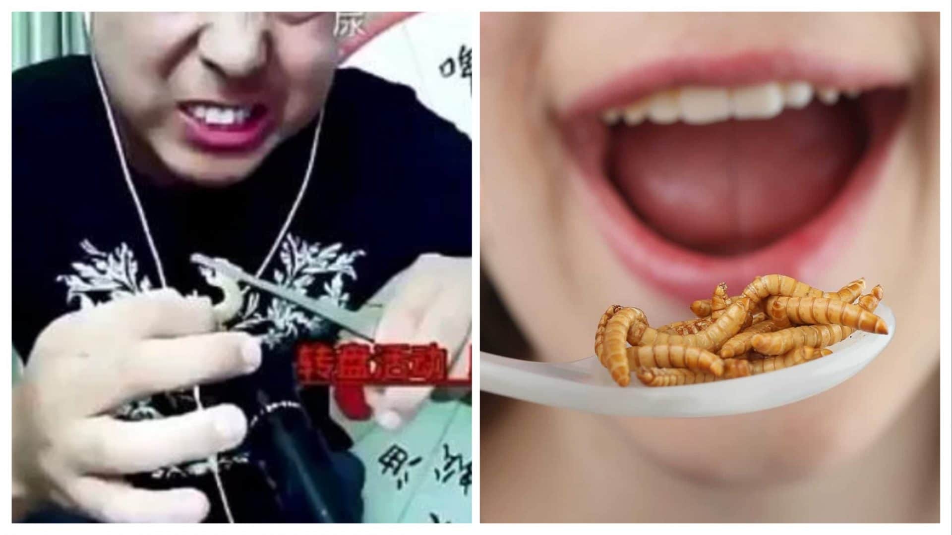 Blogger mangia insetti velenosi in diretta su Youtube, si sente male e dopo qualche minuto muore