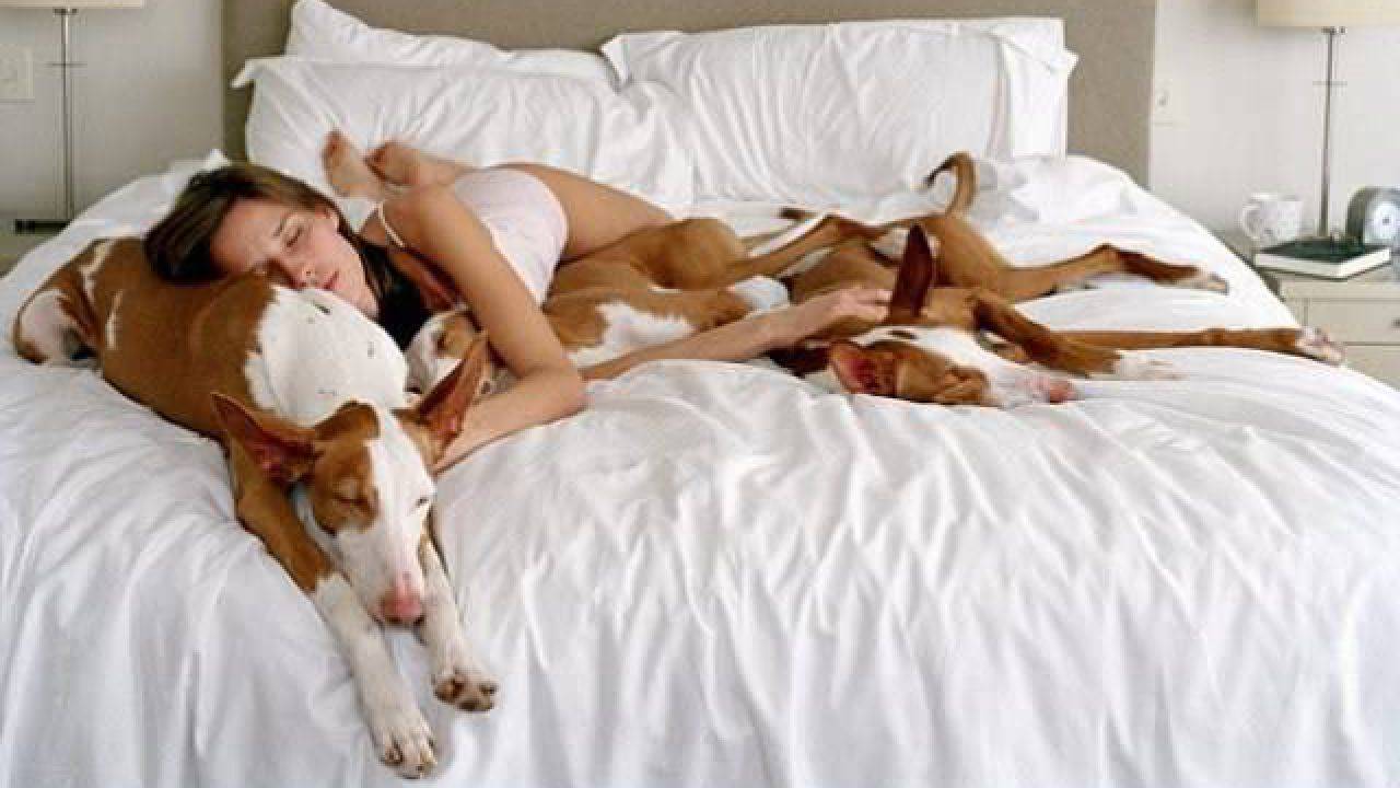 Ricerca, per le donne dormire con il cane fa bene all’umore,  è meglio che dormire con il partner