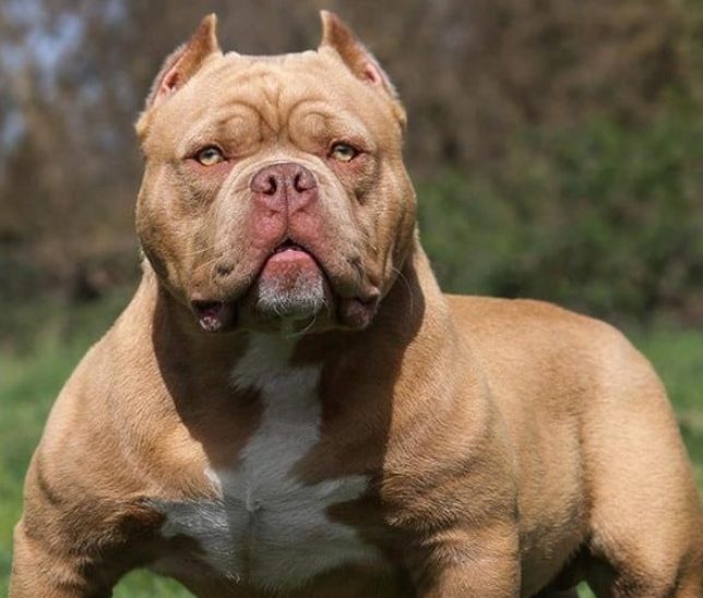 Marocchino rapina un negoziante e per renderlo inoffensivo gli aizza contro il pitbull