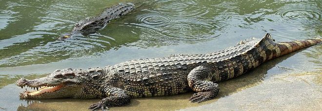 Pensa sia un tronco ci cammina su ma era un coccodrillo, quello che accade dopo è terribile