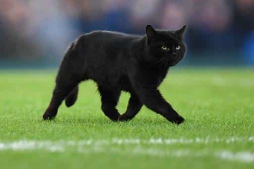 Gatto nero fa irruzione mentre si gioca una partita, i tifosi di casa esultano e il risultato si ribalta