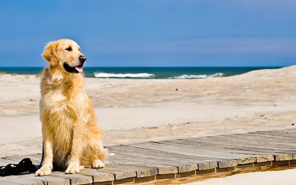 Le diagnosticano il cancro ma lei, noventanne, decide di non sottoporsi alla chemio e parte per il mondo con il suo cane