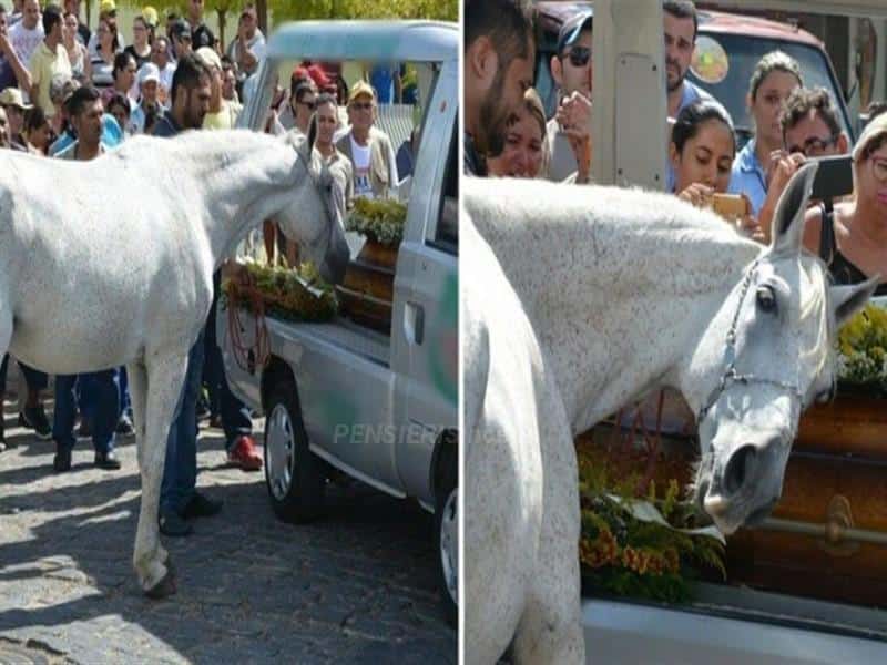Uomo di 34 anni muore improvvisamente e il suo cavallo piange disperato al suo funerale