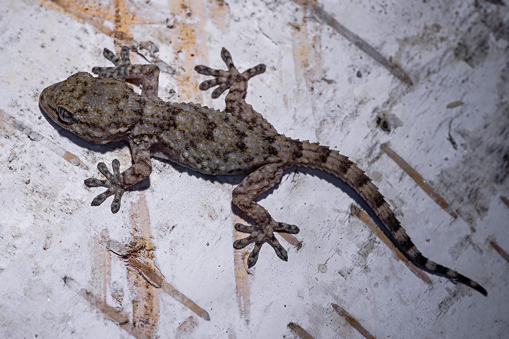 Acquista una busta di insalata, svuota il contenuto in una ciotola e cade per terra un geco