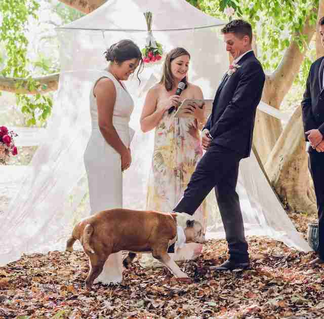 Appena iniziato il matrimonio, il cane dello sposo cattura l’attenzione di tutti e fa la pipì sulla futura moglie