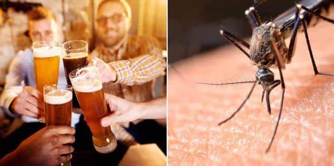 Le zanzare sono attirate da chi beve birra