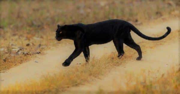 San Severo nuovo video della Pantera Nera in libertà per catturarla arrivati anche i Carabinieri del Cites di Bari