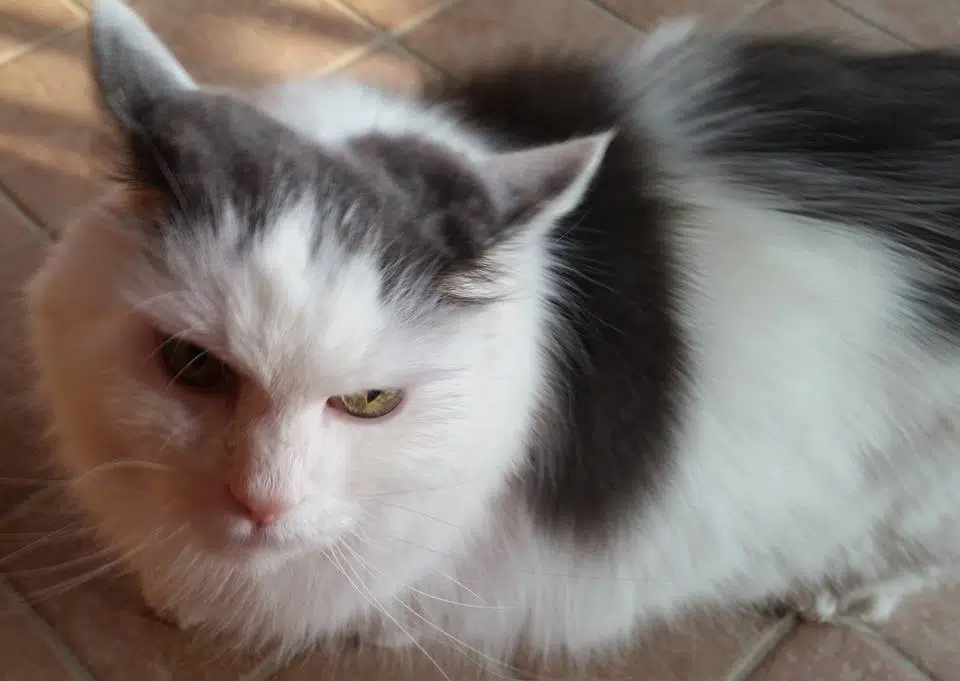 Gatto muore investito da un’auto, la padrona lo seppellisce, ma lui dopo qualche giorno torna a casa