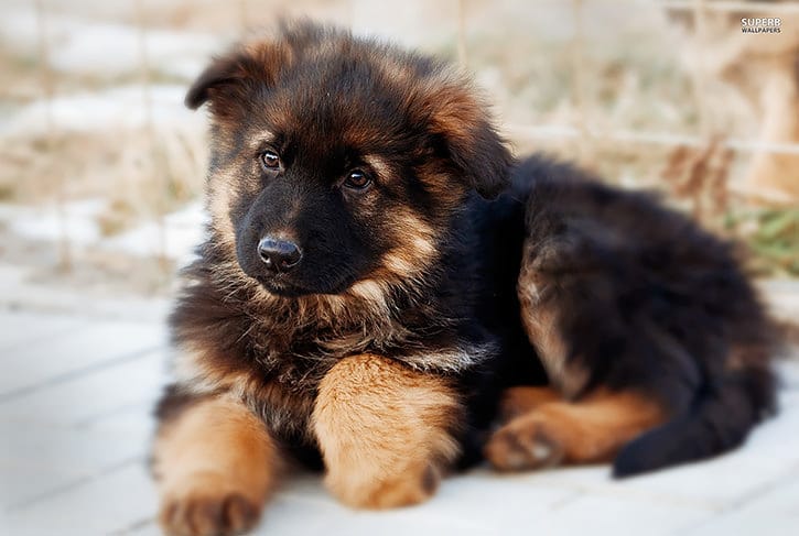 Si china per prendere il suo cane e le esplode la schiena