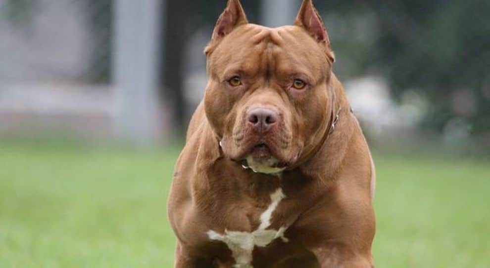 Pitbull attacca improvvisamente un bambino e suo zio che erano alla fermata dell’autobus, il cane era senza guinzaglio, il padrone del cane fugge