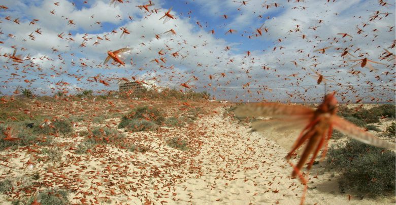 Situazione allarmante nel Corno d’Africa, il Kenya colpito dalla più grande invasione di locuste della storia