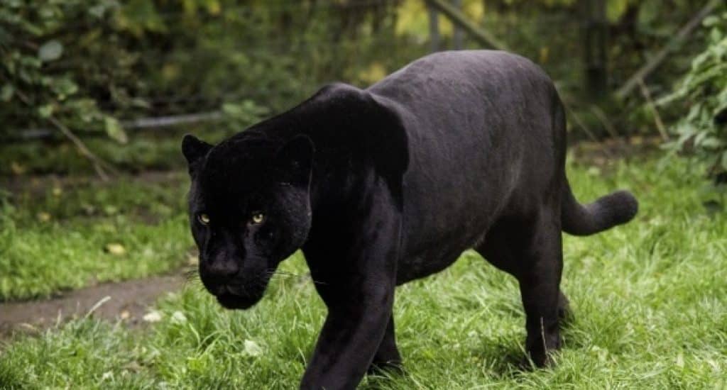 Psicosi Pantera Nera, il grosso felino si sarebbe spostato, avvistamenti in una zona tra la Puglia e la Campania, l’allerta del Sindaco