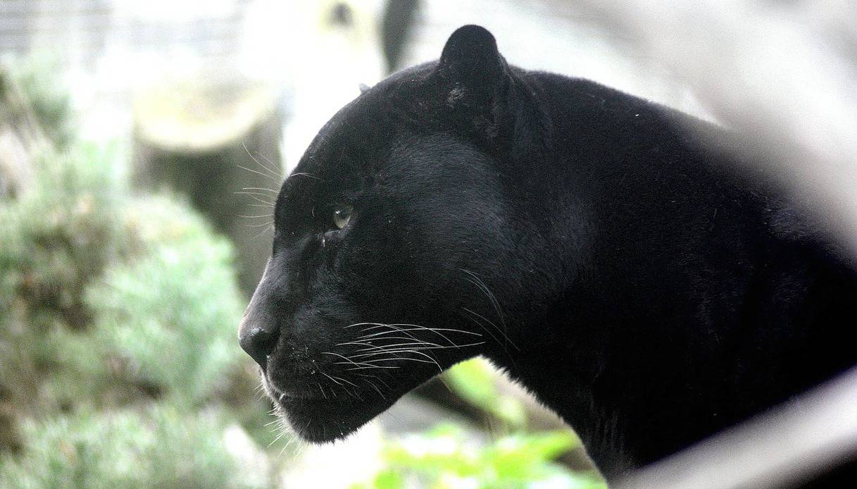 Paura in Puglia per la presenza di una pantera nera nelle campagne, pattugliamenti ininterrotti ma il felino è ancora libero