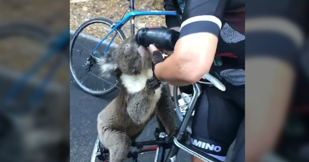 Mentre è in bici si avvicina un koala che sale sulla bici e beve l’acqua dalla sua borraccia