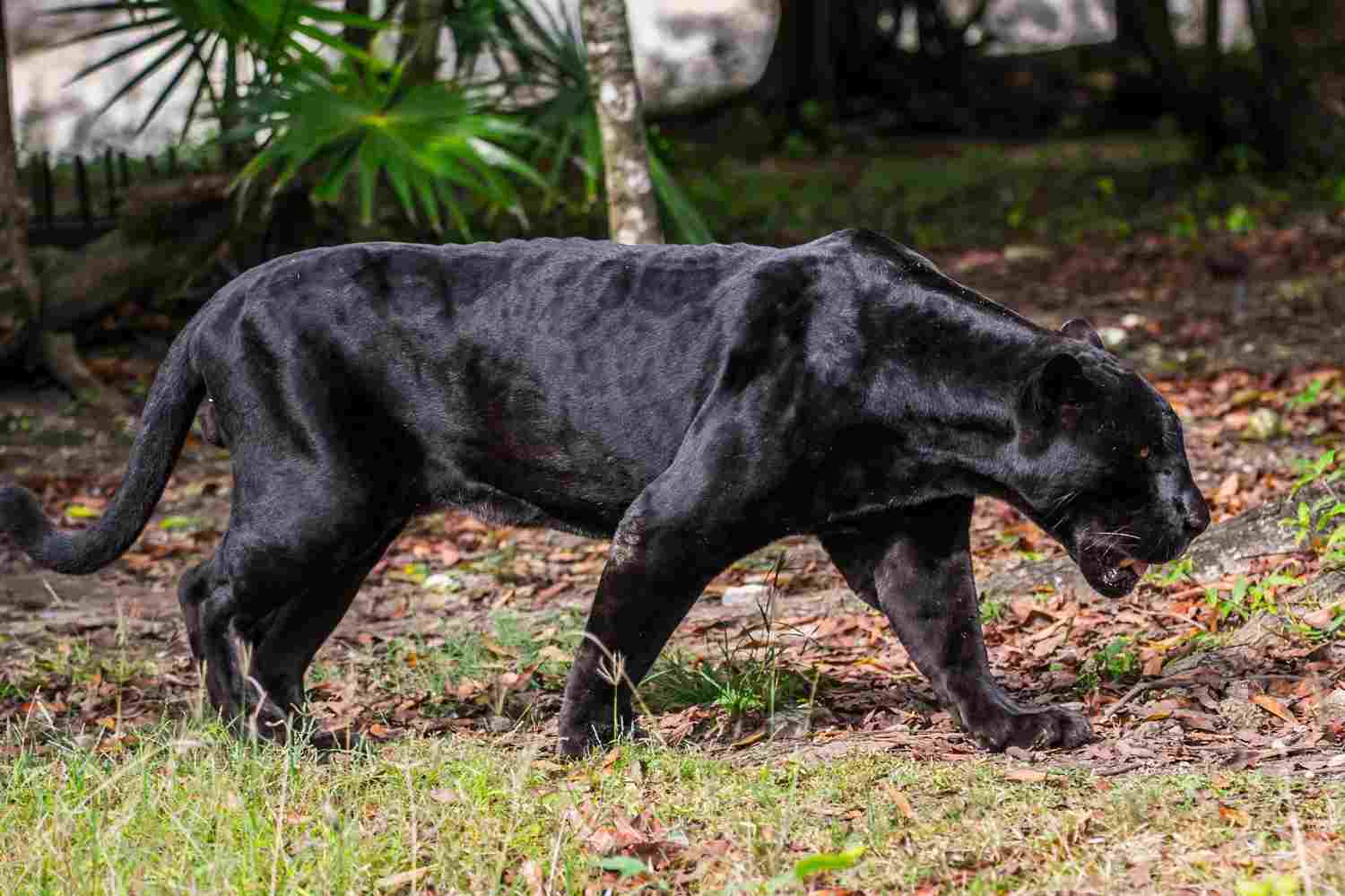 Puglia, avvistamento pantera nera, trovate orme del grosso felino, pronte gabbie da cattura e cerbottane anestetiche