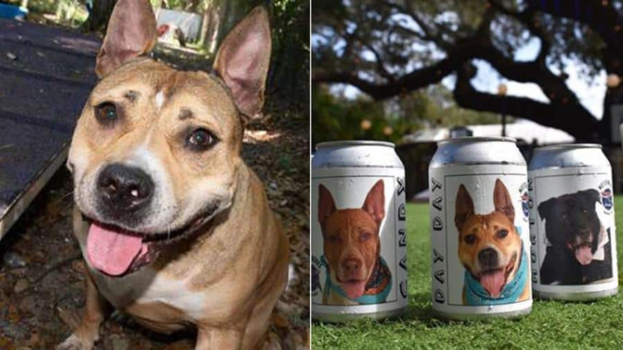 Ritrova il suo cane scomparso da due anni grazie a una lattina di birra