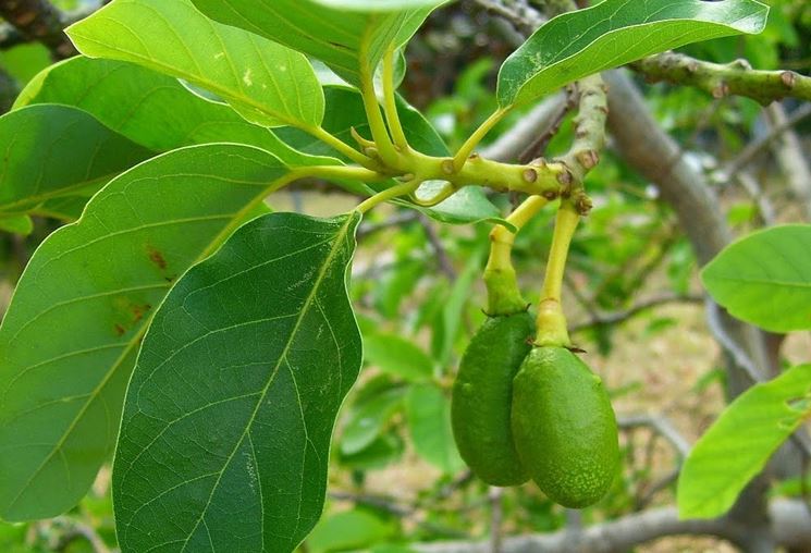 Messico, i narcos abbandonano la droga per il traffico dell’oro verde, gli avocado