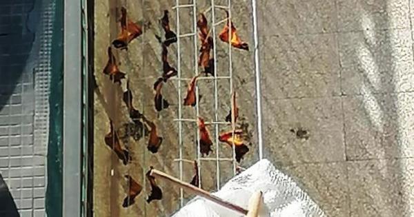 Choc a Trani, pipistrelli stesi al sole ad essiccare, intervengono le forze dell’ordine