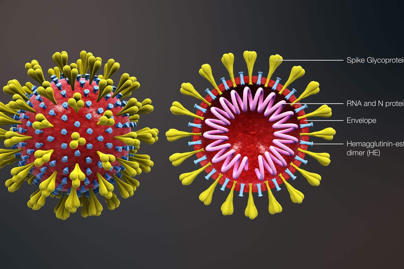 Emergenza Coronavirus, nuovo caso in provincia di Bari, il primo a Conversano, famiglia in quarantena