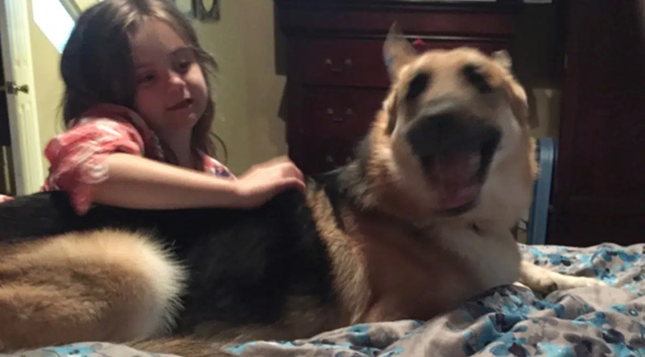 Il cane di famiglia all’improvviso si lancia verso la bambina, i genitori temono la voglia aggredire ma poi capiscono la verità
