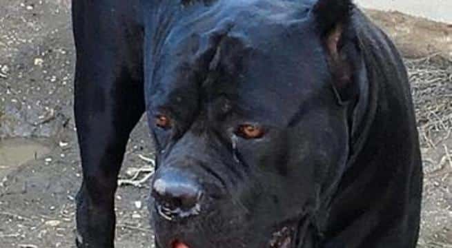 Tricase, bimbo di 8 mesi azzannato alla testa da grosso cane di famiglia, muore per le lacerazioni riportate