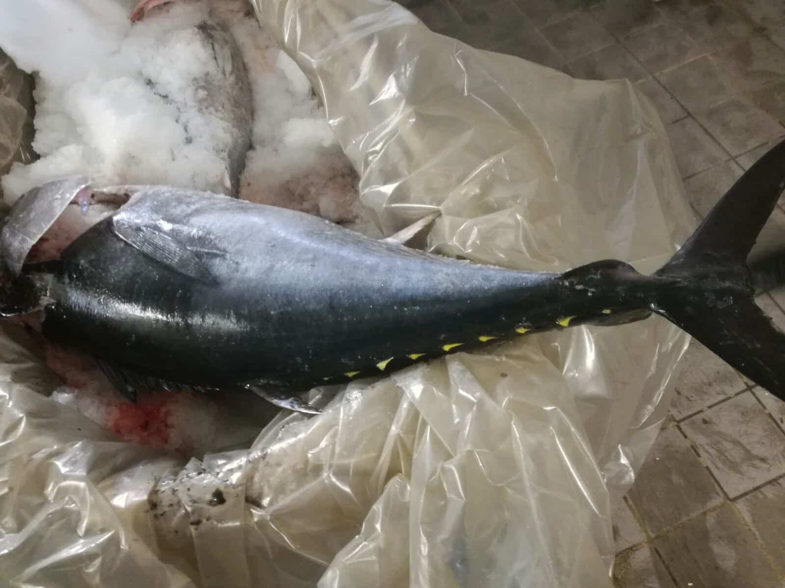 Acquista del tonno da una bancarella del pesce al mercato, lo mangia e si sente male, l’uomo è stato ricoverato ed è stato sequestrato il pesce