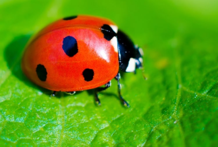 Bari, invasa dalle coccinelle, il lockdown le ha favorite, perché si dice che sia un insetto portafortuna?