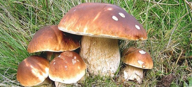 51enne va a funghi, si sente male ma riesce a chiede aiuto, appena arrivano i soccorsi muore