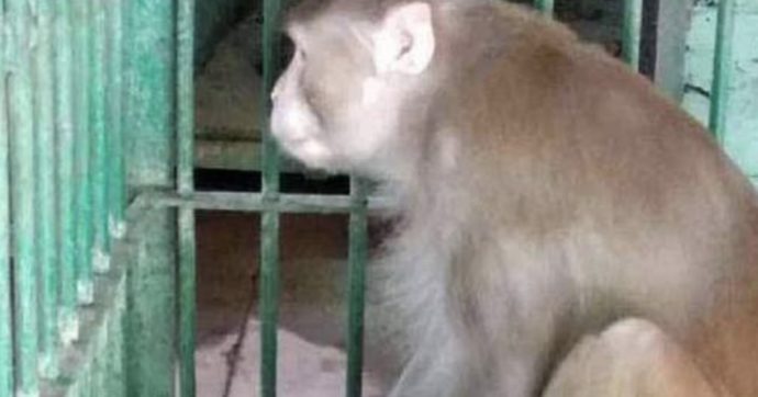 Scimmia morde, ferendo gravemente, 250 persone di cui una muore, violenta perchè in crisi d’astinenza da alcol