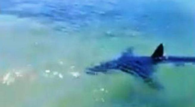 Mola di Bari, attimi di terrore per un gruppo di pescatori, incontro ravvicinato con un grosso squalo