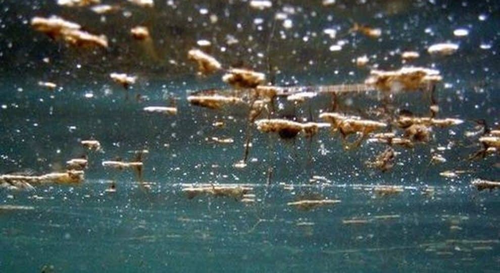 Bari, sul litorale sud presenza di alga tossica, alta concentrazione tra Cozze e Mola, divieto di balneazione ma primi casi di malori tra i bagnanti
