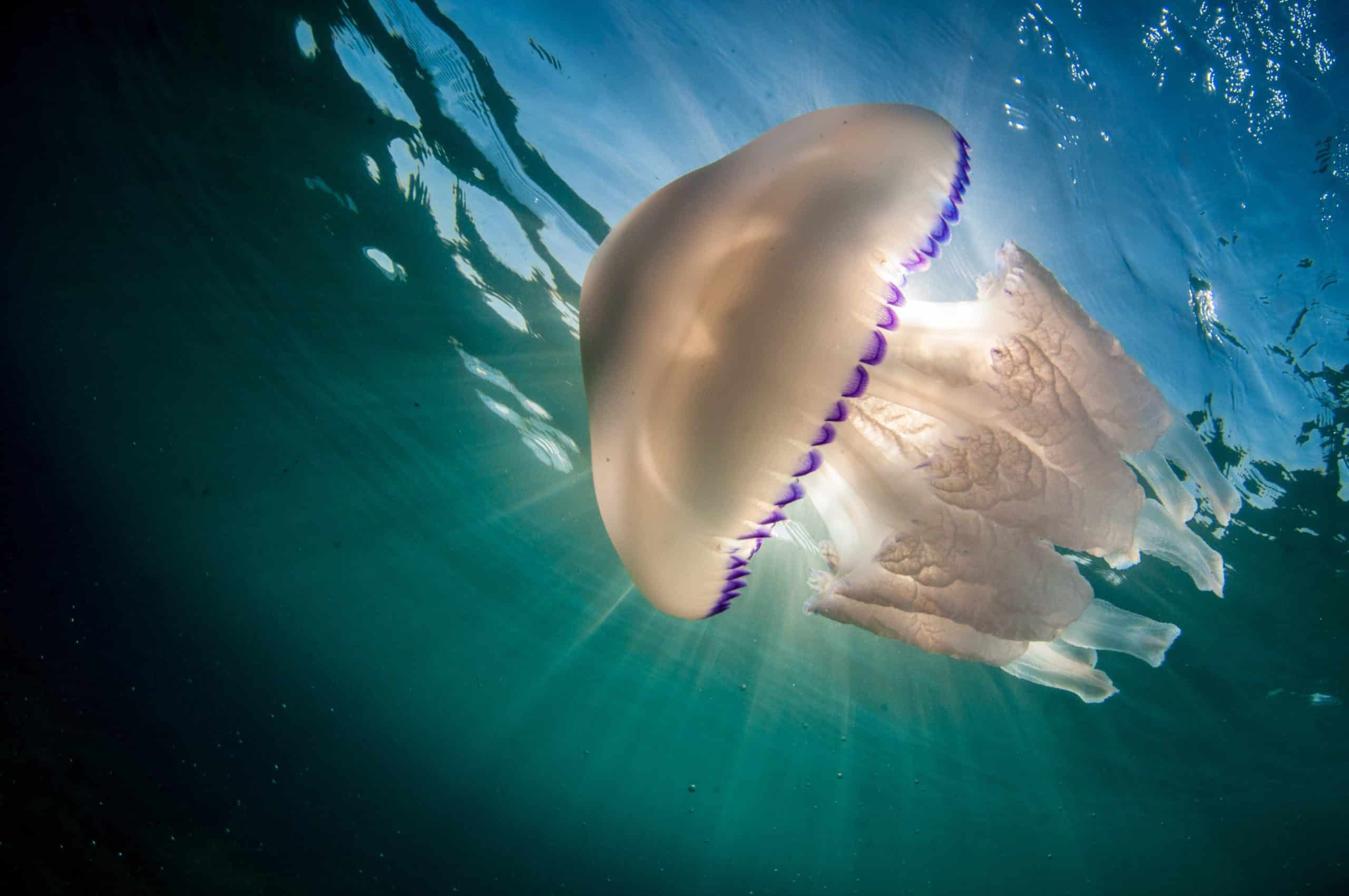Sub 22enne si immerge e viene punto in faccia da una grossa medusa, trasportato in codice rosso in ospedale