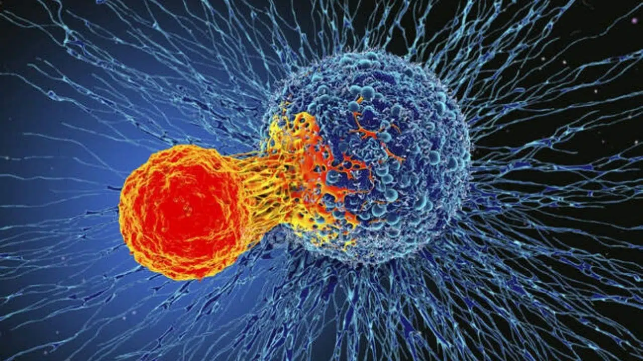 Studente delle medie scopre una molecola che uccide le cellule tumorali