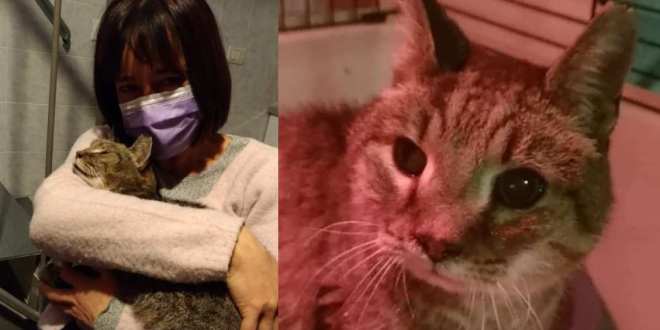 Faenza, musicista ritrova Mandarino, il suo gatto dal pelo rosso sparito 8 anni fa