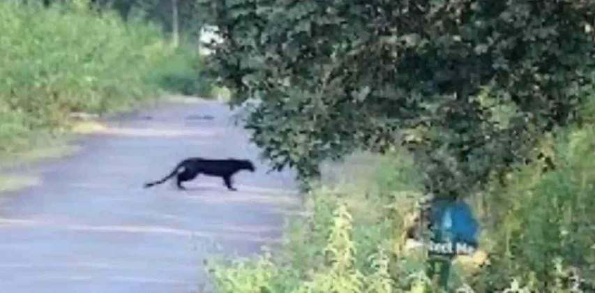 Paura nel barese per la presenza nelle campagne di una pantera nera, posizionate varie esche e emanata ordinanza per tutelare incolumità della popolazione