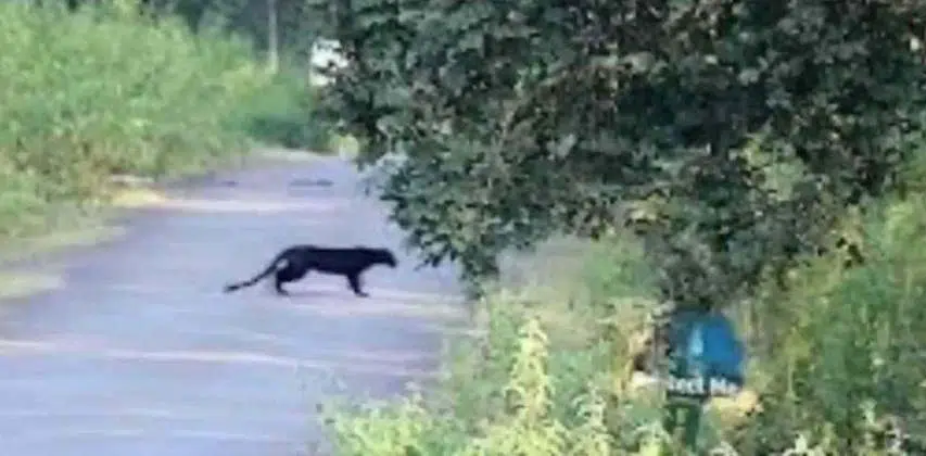 Paura nel barese per la presenza nelle campagne di una pantera nera, posizionate varie esche e emanata ordinanza per tutelare incolumità della popolazione