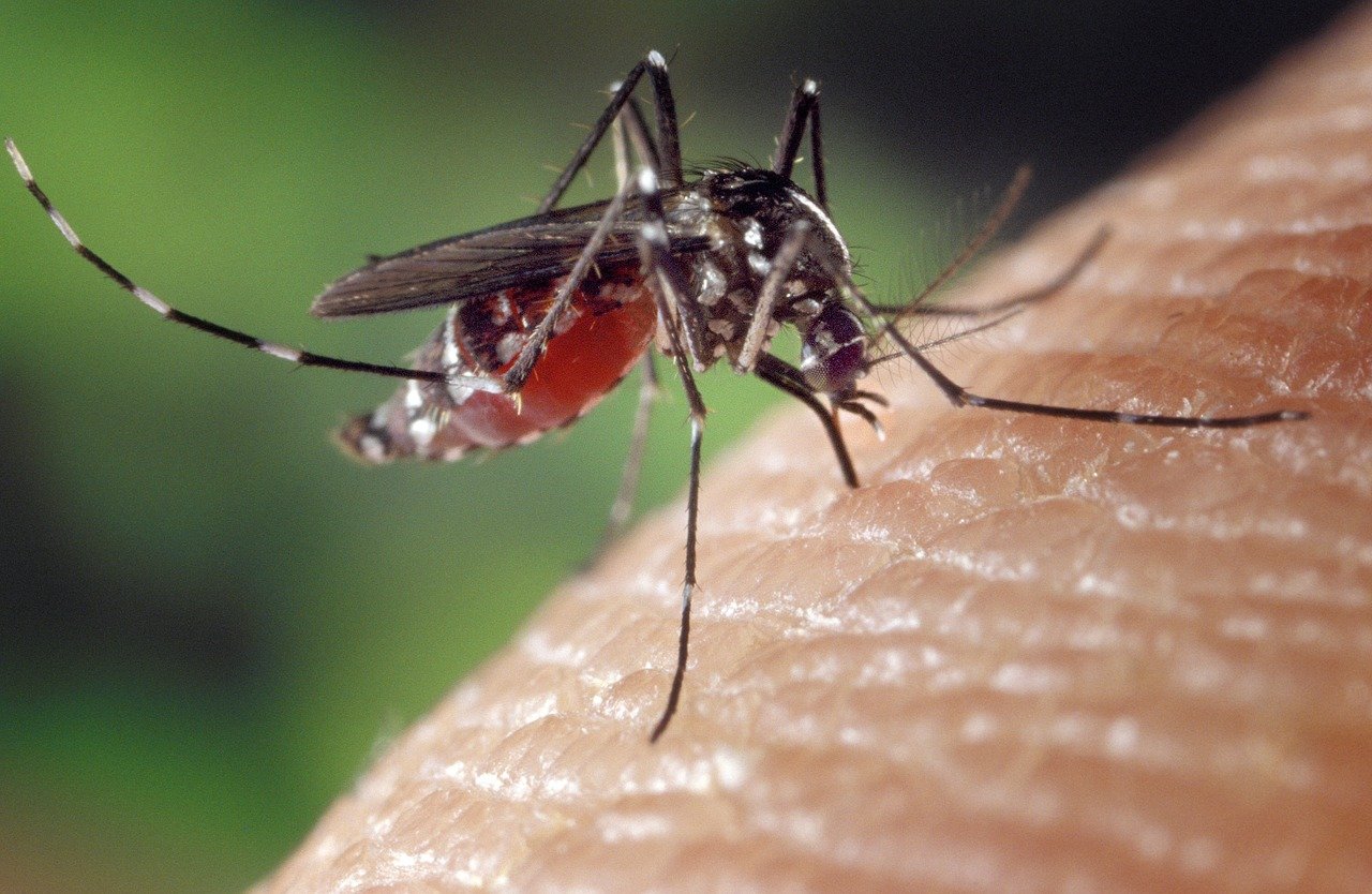 zanzare (risorsa del web)