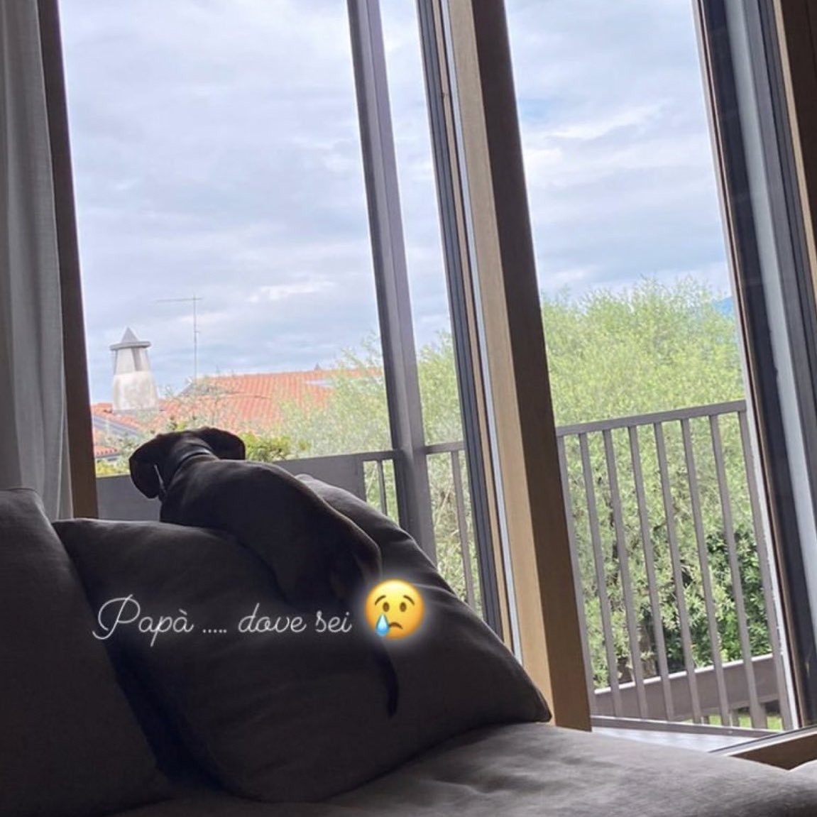 Michele Merlo, il suo cane Martino dorme con la foto del cantante accanto, il web esplode di like