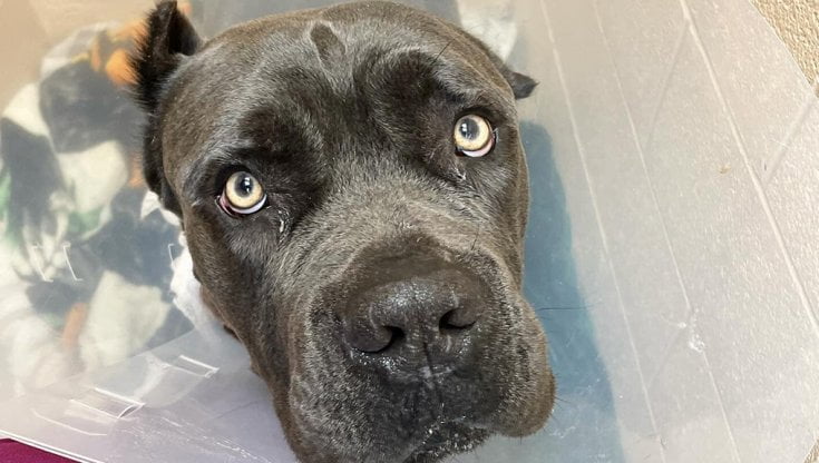 cane corso (risorsa del web)