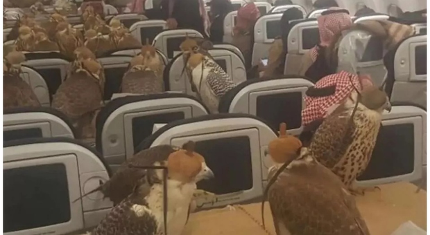 falchi sull'aereo 8risorsa del web)