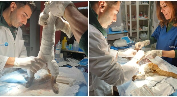 Leone non ce l’ha fatta, il gattino scuoiato vivo a Cava dei Tirreni è morto, la rabbia dei veterinari “Violenza inaccettabile”