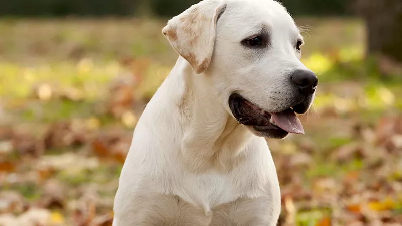 labrador (risorsa del web)