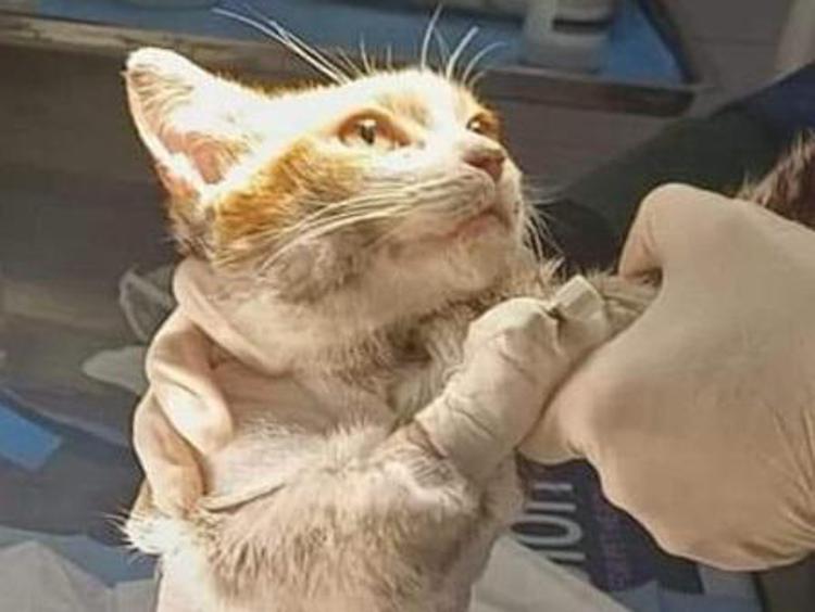 Morte gattino Leone, l’autopsia esclude un incedente, si cerca il colpevole, la massima pena prevista è di 2 anni e quattro mesi