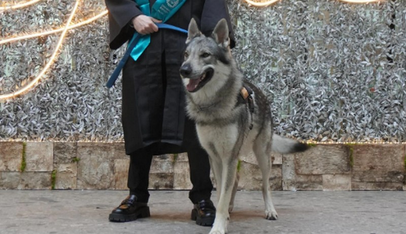Una tranquilla passeggiata sulle colline di Palaia si trasforma in tragedia quando Oreste, un cane lupo cecoslovacco, viene scambiato per un lupo e ucciso da un cacciatore.